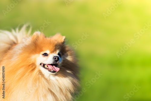 Happy cheerful Pomeranian Spitz dog, fluffy smiling puppy looking up on green grass background. Copy space, place for text.