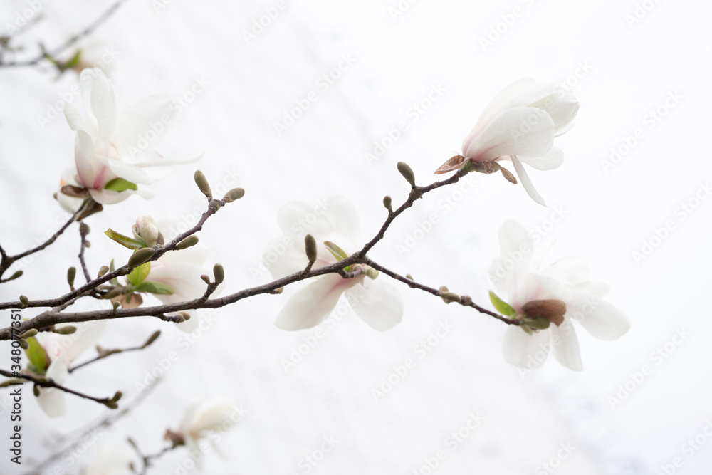 White magnolia flowers on a branch on a background of bright cold spring sky. White magnolia flowers on a branch on a background of bright cold spring sky.