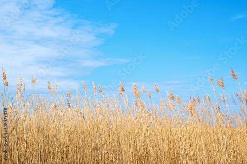 Dry yellow long grass against blue sky as a background