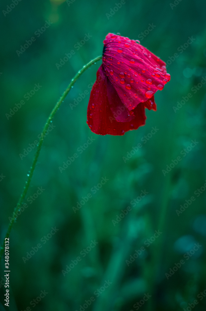 Obraz premium Detail of isolated red poppy (common poppy) flower. Papaver rhoeas.