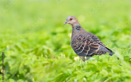 Oriental turtle dove sits among the leaves