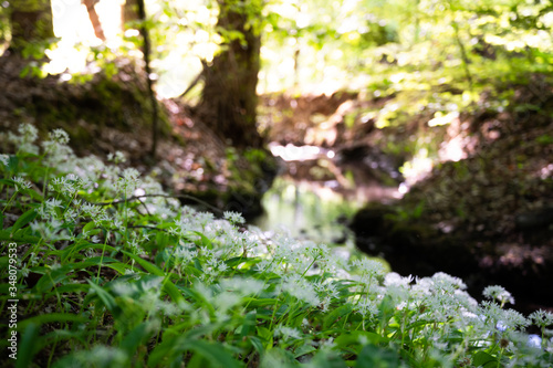 small stream flows through a forest of deciduous trees with white flowering wild garlic at the water s edge as a background concept for products with natural ingredients