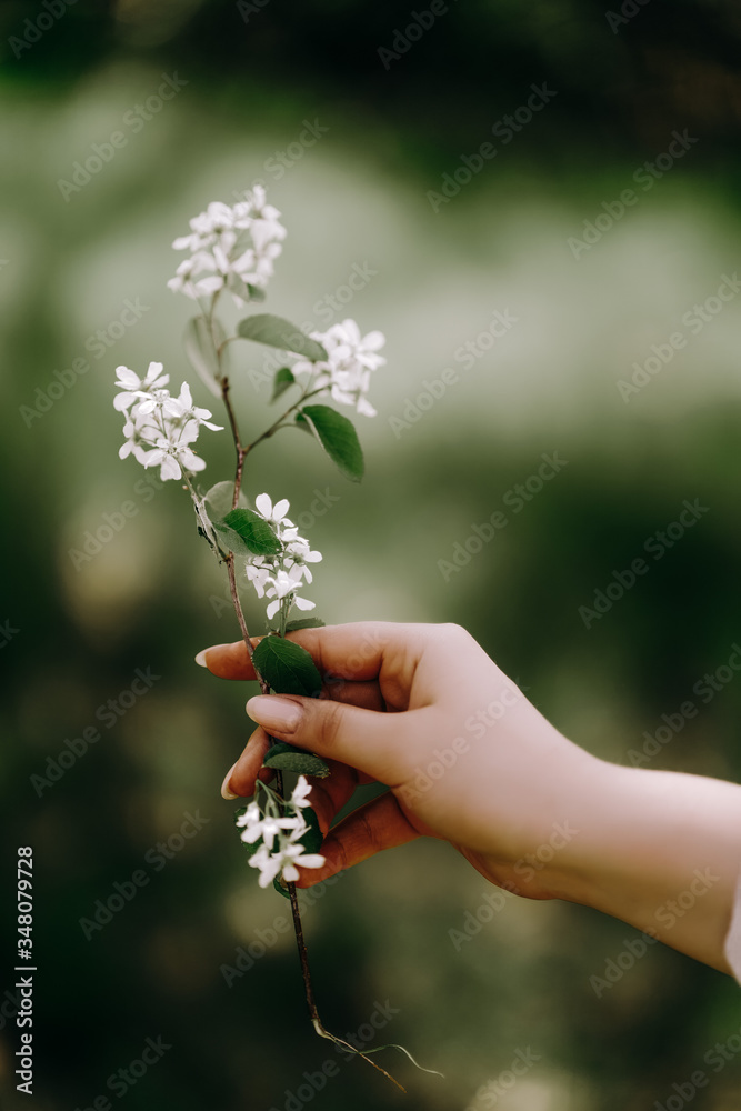 beautiful flower branch in the hands of a girl beautiful flower branch in the hands of a girl
