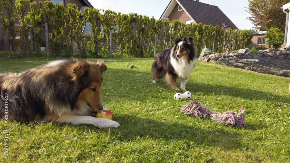Shetland Sheepdog is eating an apple while the other sheltie is just standing around