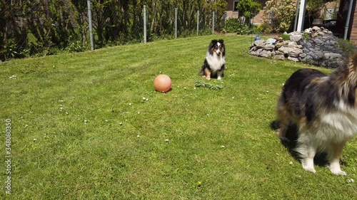 Two Shelties are standing around and waiting for someone to play with them photo