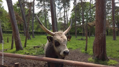 A Massive Cow with two long horns standing in front of a Fence inside a Forrest photo