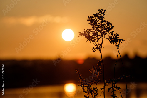 silhouettes of plants near the reservoir during sunset close-up