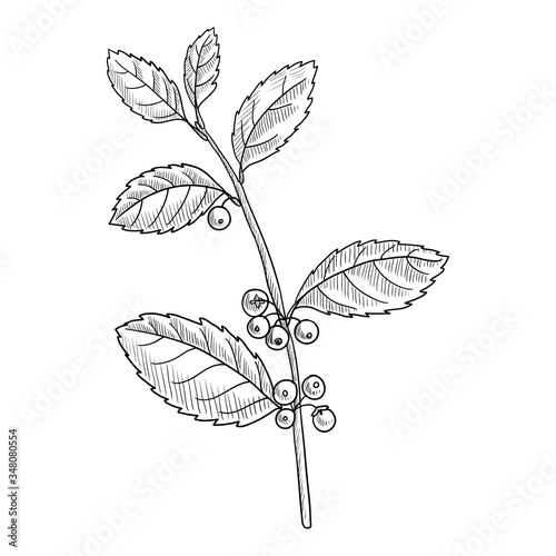 vector drawing yerba mate