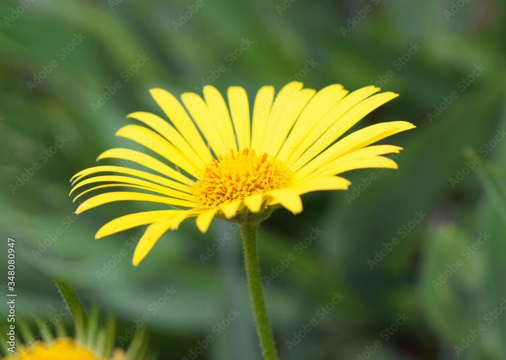 Doronicum, known as leopard's bane.
The flower of the doronicum, known as leopard's bane. Close-up, selective focus, blurred background.
