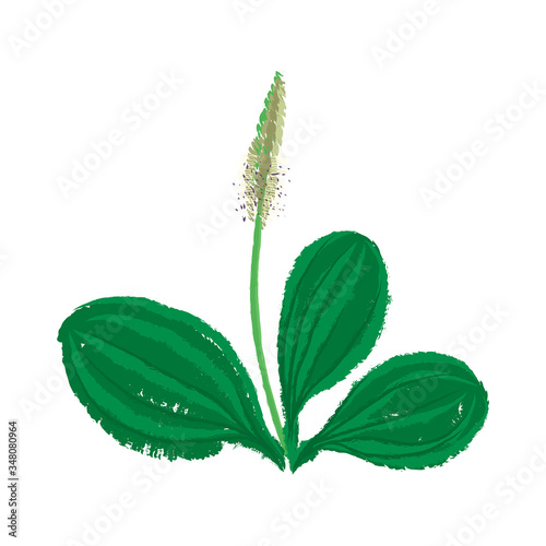 vector drawing plantago plant photo