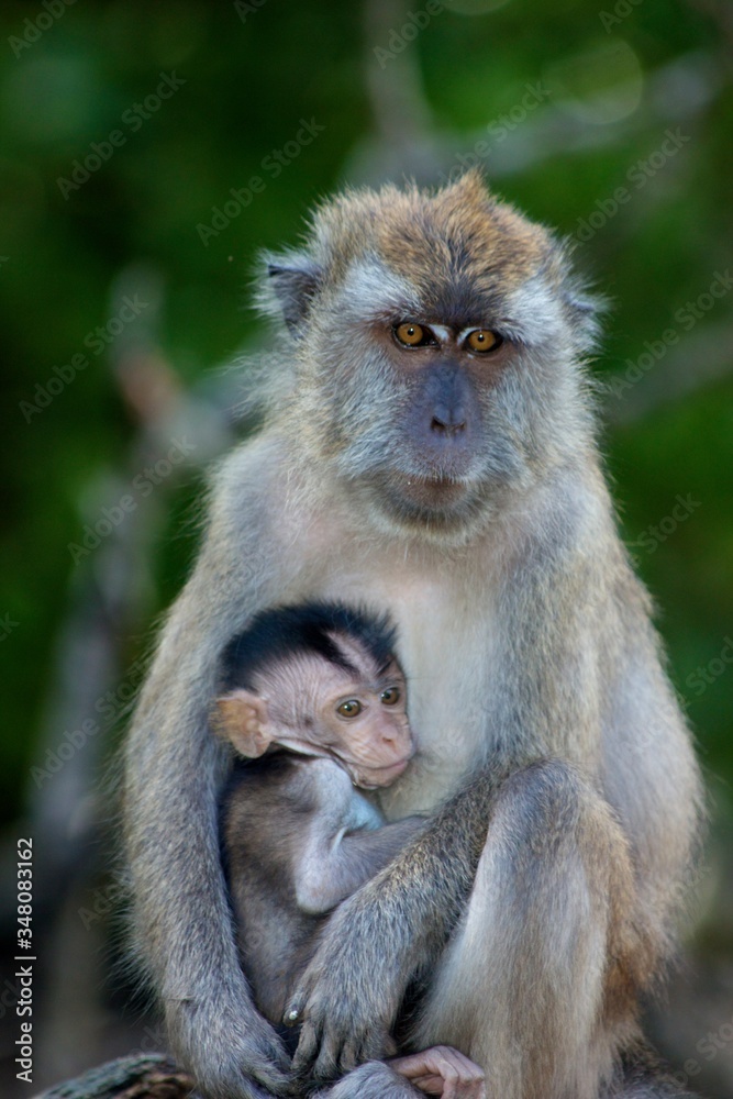 Long Tailed Macaque Mother and Infant in Langkawi Mangroves, Malaysia