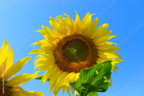 Sunflower natural background. Sunflower blooming. Close-up of sunflower.