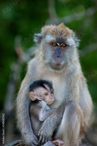 Long Tailed Macaque Mother and Infant in Langkawi Mangroves, Malaysia