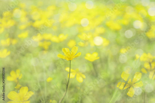 Yellow glade of buttercups. Bright flower in the foreground in the sunlight