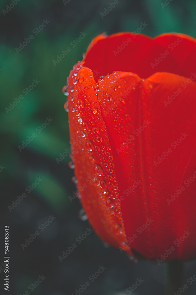 red blooming tulip bud with wet large droplets in the rain on a flowerbed in a home garden close-up, faded tint, selective focus, dark color red blooming tulip bud with wet large droplets in the rain on a flowerbed in a home garden close-up, faded tint, selective focus, dark color