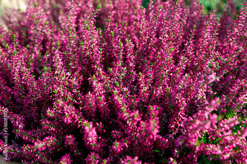 Beautiful lilac and red heather blossoms closeup. Autumn flowers heather background.