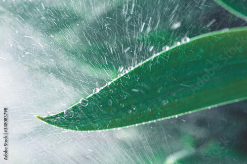 strong raindrops hit the green leaf of a plant in a home garden