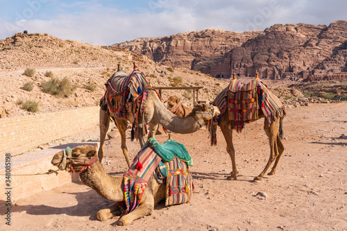 Camels in Petra ruin and ancient city of Nabatean empire, Jordan, Arab © skazzjy
