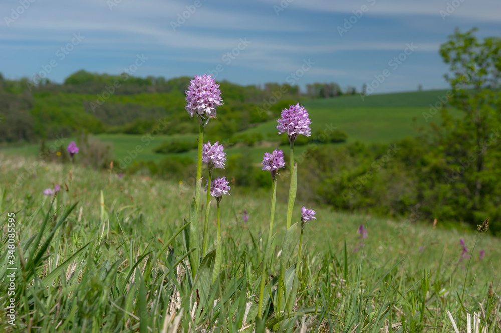 Neotinea tridentata, the three-toothed orchid, Strabisov-Oulehla Nature Reserve, Czech Republic Neotinea tridentata, the three-toothed orchid, Strabisov-Oulehla Nature Reserve, Czech Republic
