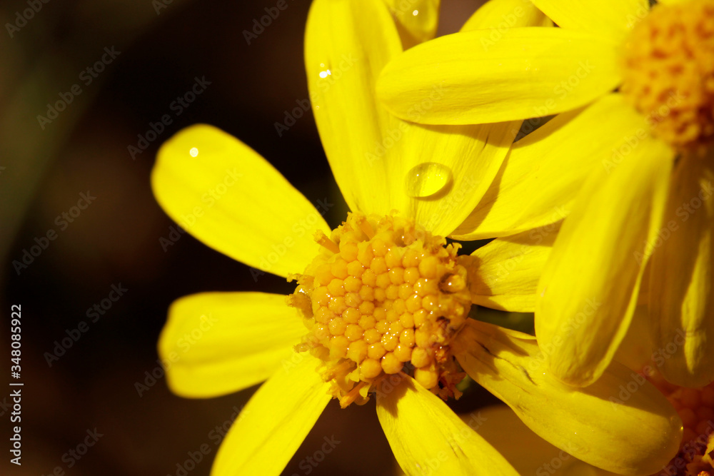 Little yellow flowers in the field.Ragwort, senecio, jacobeae. Little yellow flowers in the field.Ragwort, senecio, jacobeae.