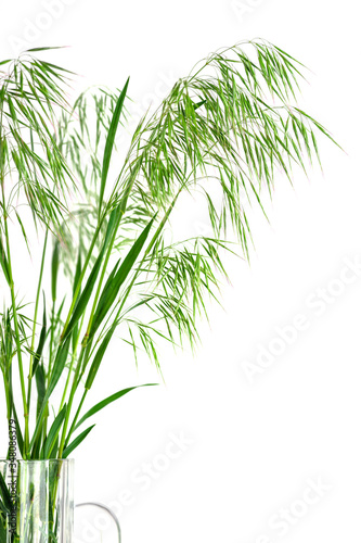 Wild field plant in a vase  isolated