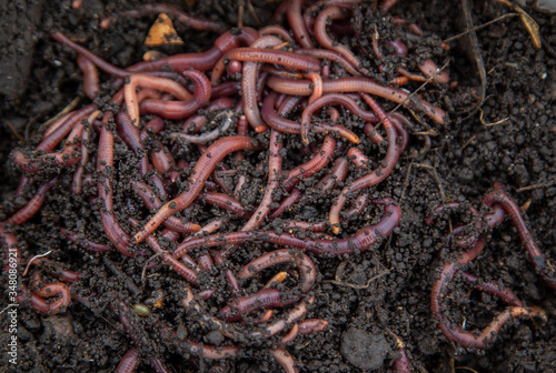 red earthworms in the ground and compost