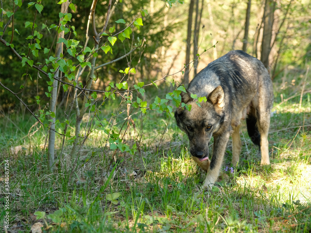 Fototapeta premium Dog walking around in a forest looking for a food
