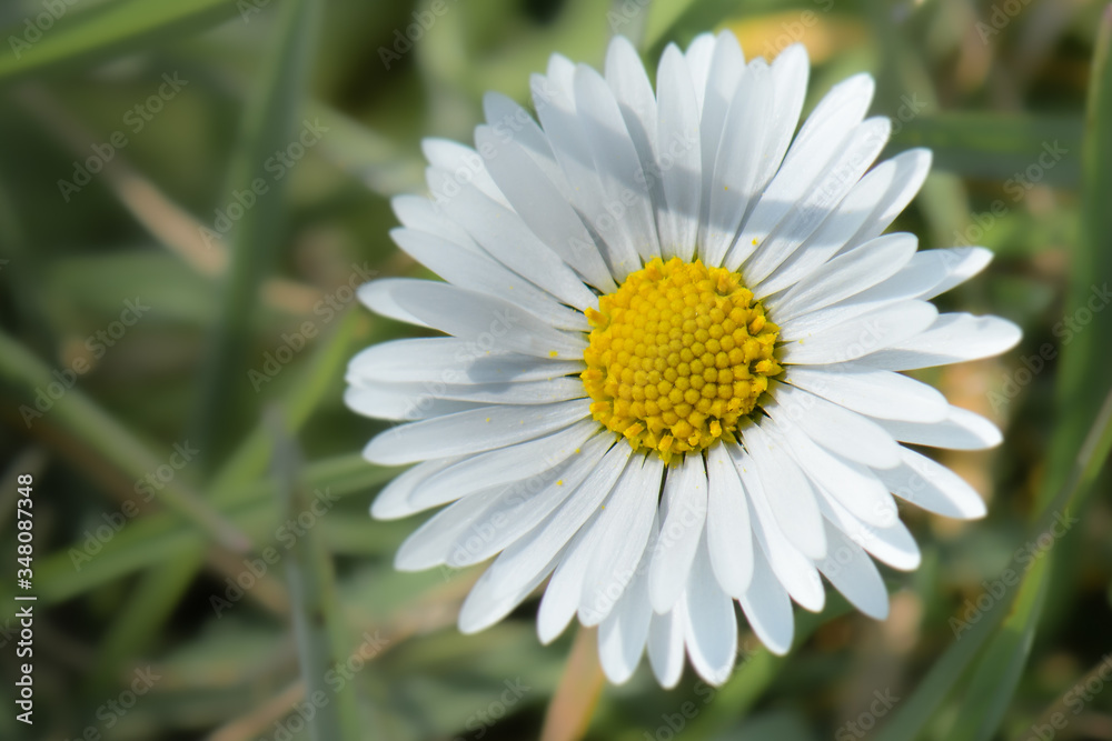 Fototapeta premium Gänseblümchen