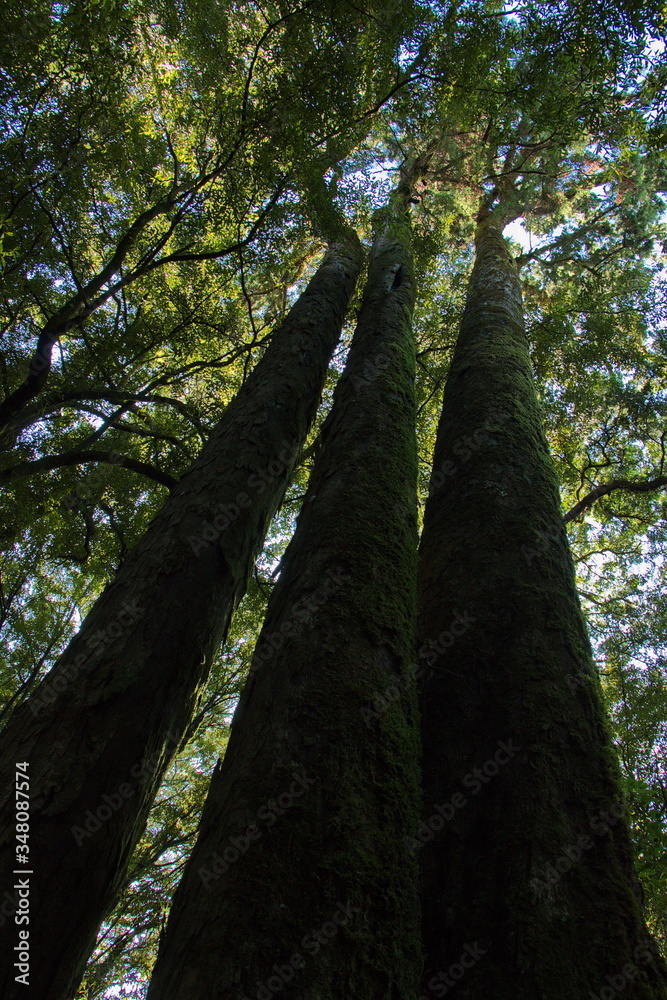 Obraz premium Trees in Pelorus Bridge Scenic Reserve,Marlborough Region on South Island of New Zealand 