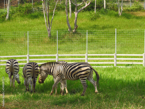 Herd Zebras are grazing  in the zoo with green field background.  
