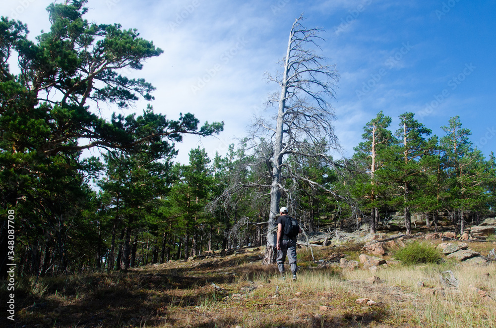 Dry lonely tree in the mountains magical landscape majestic view panorama Dry lonely tree in the mountains magical landscape majestic view panorama
