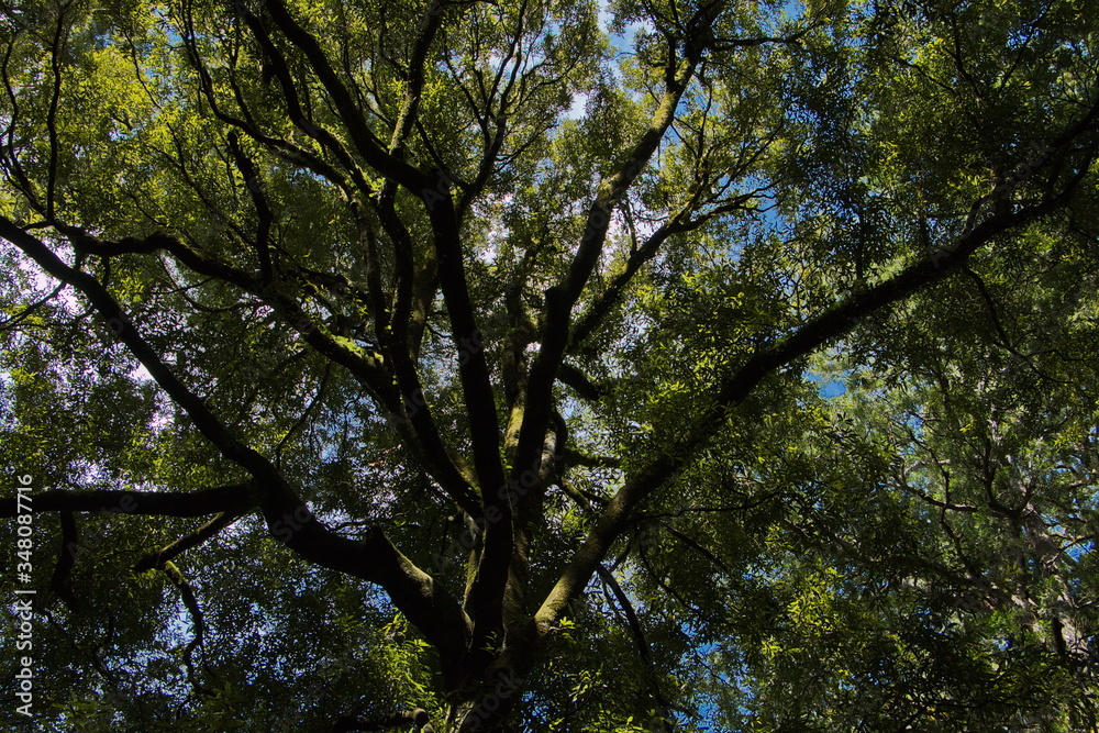 Trees in Pelorus Bridge Scenic Reserve,Marlborough Region on South Island of New Zealand
Trees in Pelorus Bridge Scenic Reserve,Marlborough Region on South Island of New Zealand