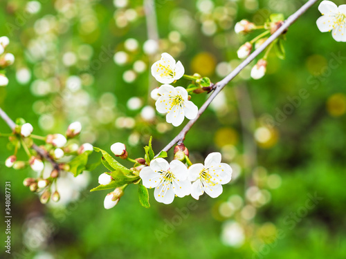 spring in city - white flowers of cherry tree over green meadow in urban garden on background (focus on flowers on foreground)