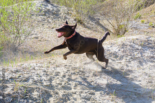 Brauner Labrador rennt durch Sand