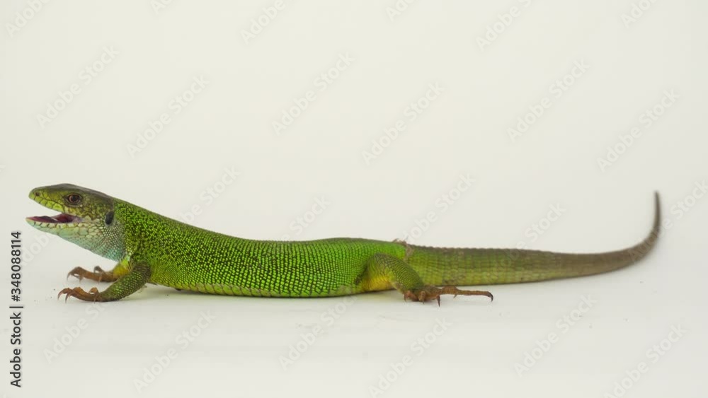 Green lizard on a white background in 4K isolated. Green lizard on a white background in 4K isolated.