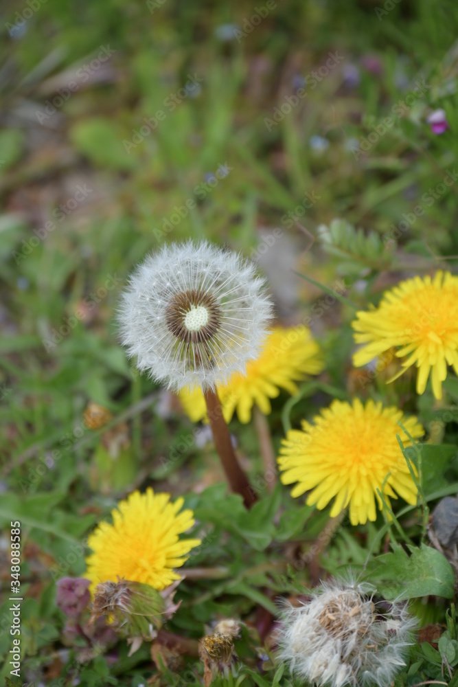 タンポポの花と綿毛 タンポポの花と綿毛