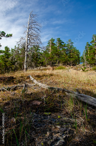 Dry lonely tree in the mountains magical landscape majestic view panorama