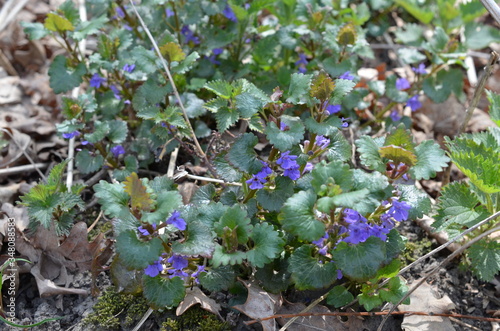 Bluszczyk kurdybanek, kwitnąca roślina wczesną wiosną, Glechoma hederacea