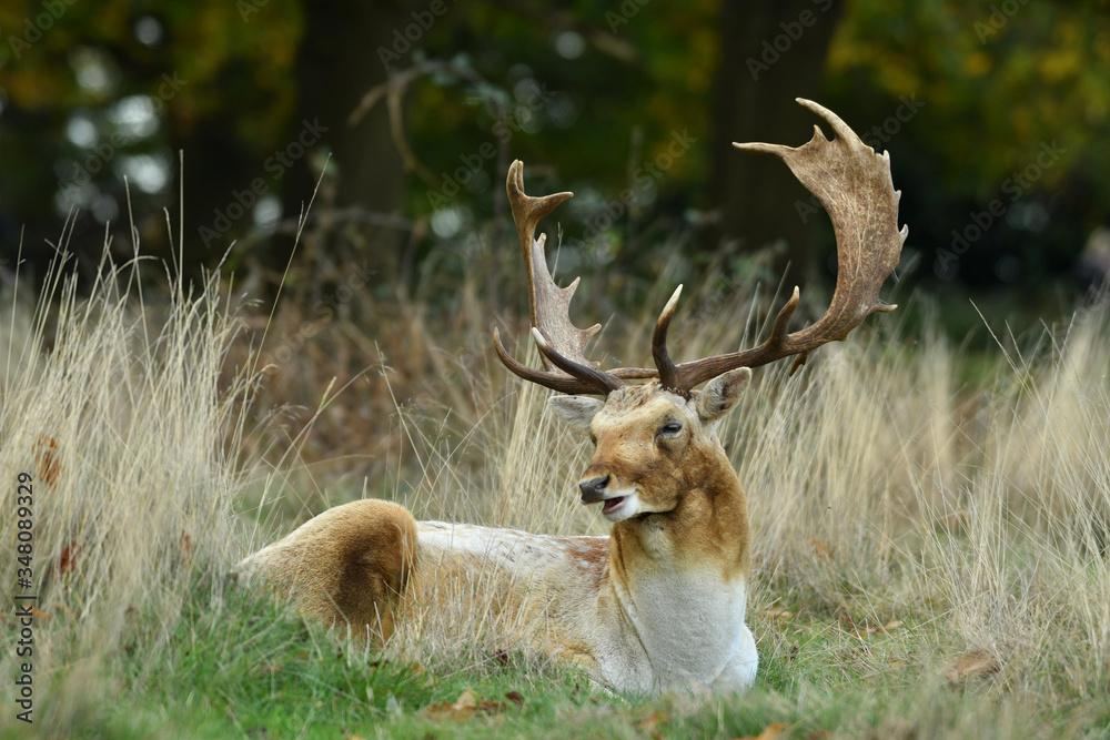 Fallow deer dama dama in autumn colours Fallow deer dama dama in autumn colours