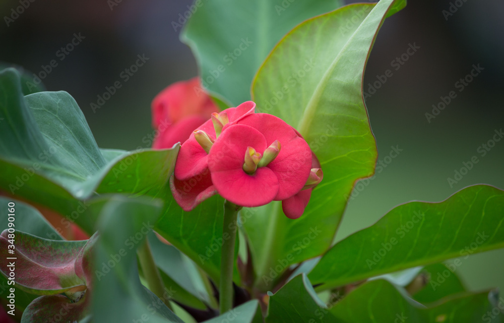 Nature Flower with green background Nature Flower with green background