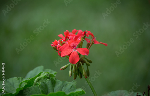 Nature Flower with green background