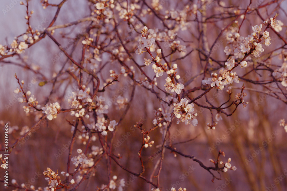 white spring flowers blossom
