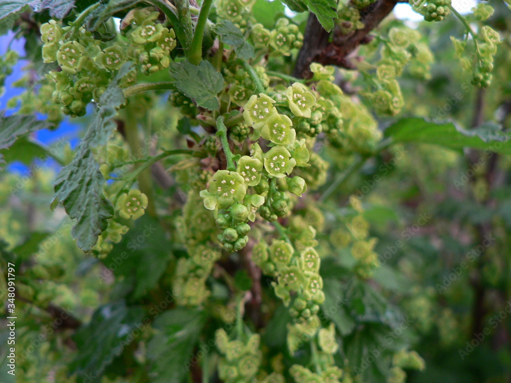 Blooming currants, several flowers on a branch. Flowering bush of red currant with green leaves in the garden. Green flowers in the garden. Unripe green berries of a currant close-up. Blooming currants, several flowers on a branch. Flowering bush of red currant with green leaves in the garden. Green flowers in the garden. Unripe green berries of a currant close-up.