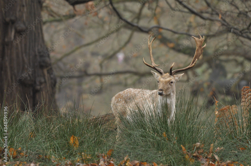 Naklejka premium Fallow deer dama dama in autumn colours
