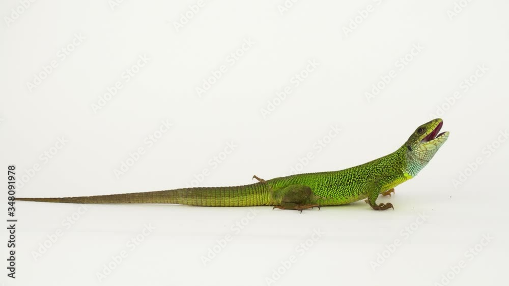 Green lizard on a white background in 4K isolated.