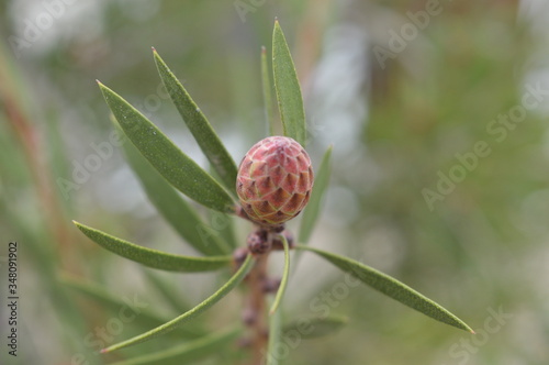 close up of a pine cones
