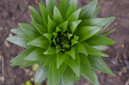 close up of succulent plant