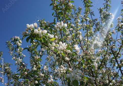 blooming apple tree on a background of blue sky...