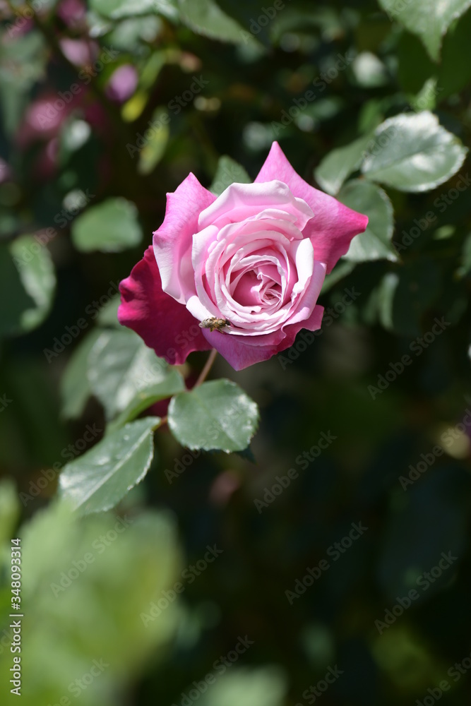 バラの花 バラの花
