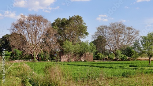 Fototapeta Naklejka Na Ścianę i Meble -  rural landscape with trees
